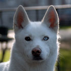 Lumi